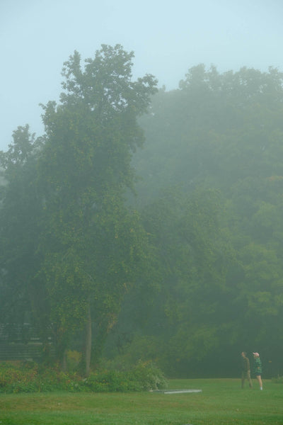 Murmurations (12-pack)