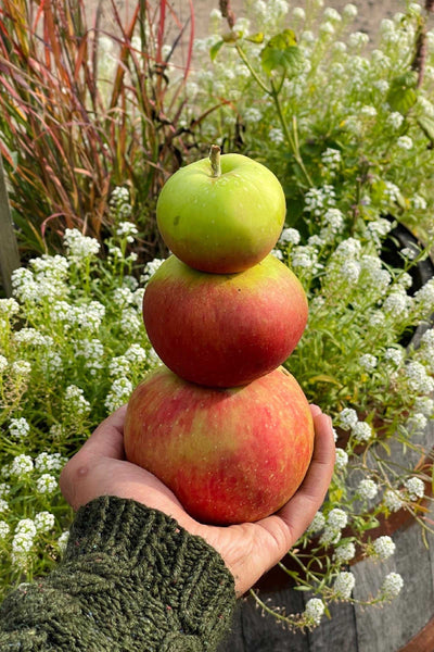 Bramley's Seedling